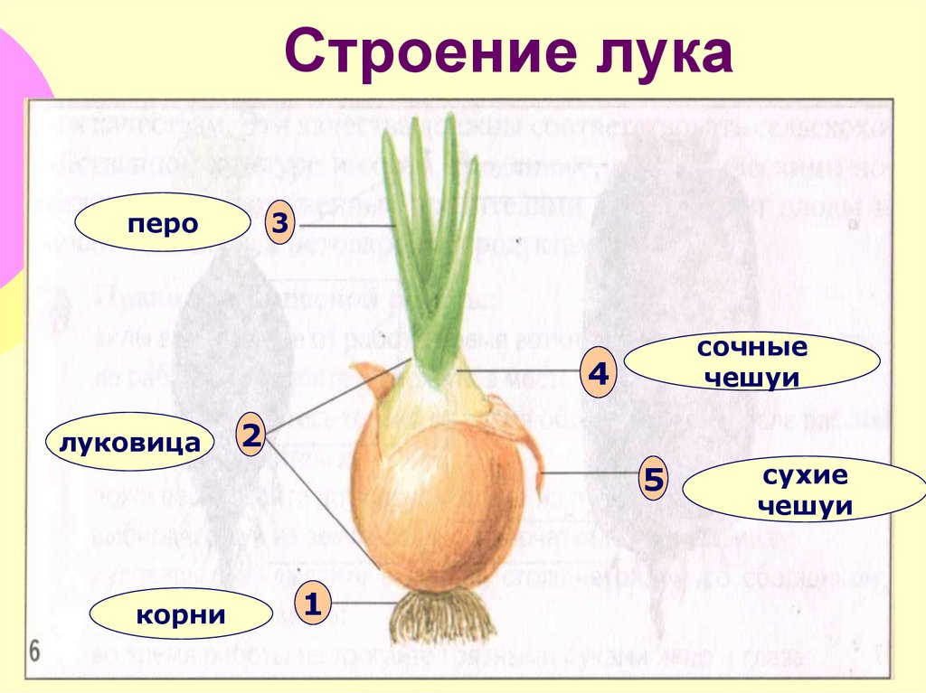 Схема посадки репки