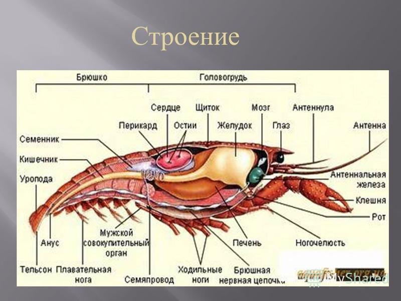 Головогрудь у краба. Строение членистоногих 7 класс биология. Строение головогруди ракообразных. Ракообразные строение антеннулы. Строение членистоногих внутреннее строение.