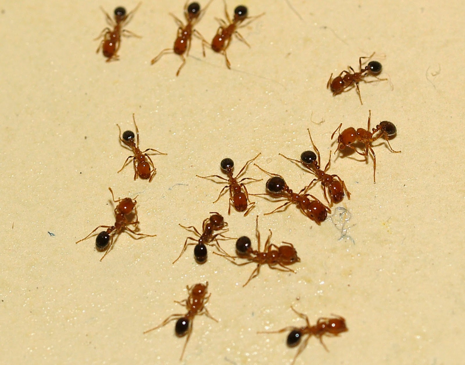 Как избавиться от мелких муравьев в доме. Муравьи феллахи. Маленькие муравьи. Маленькие рыжие муравьи. Маленькие домашние муравьи.