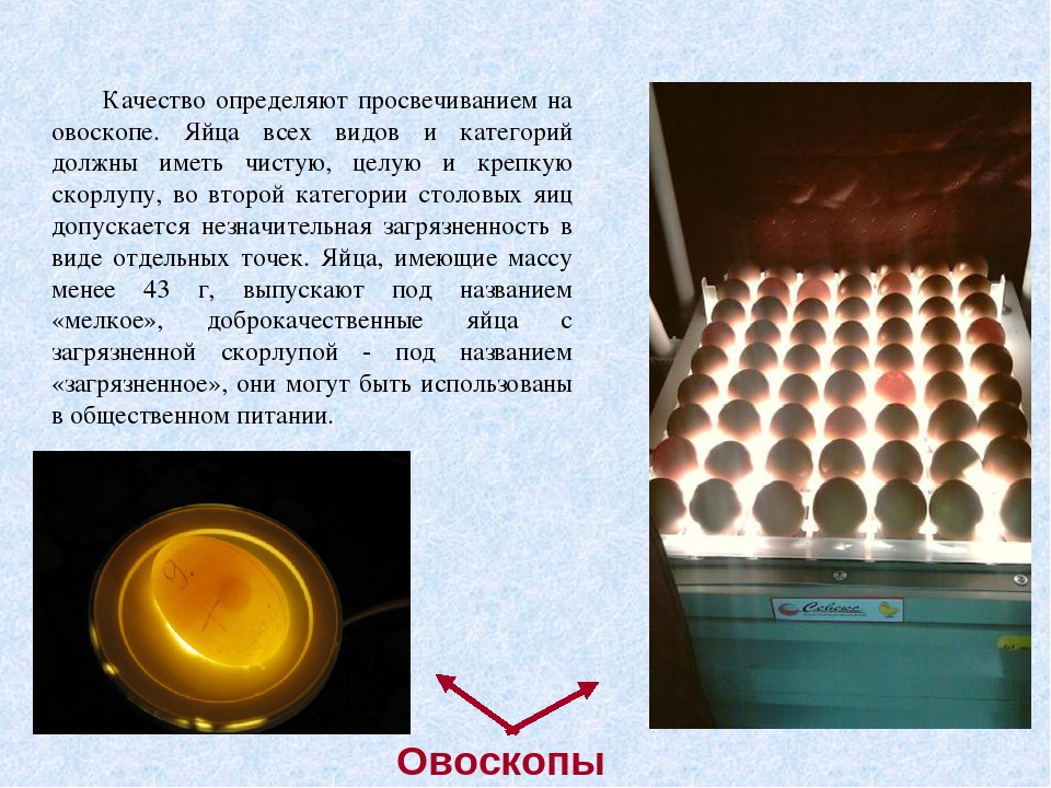 Оценка качества яиц. Определение качества яиц. Просвечивание яиц овоскопом. Яйца в овоскопе качество.