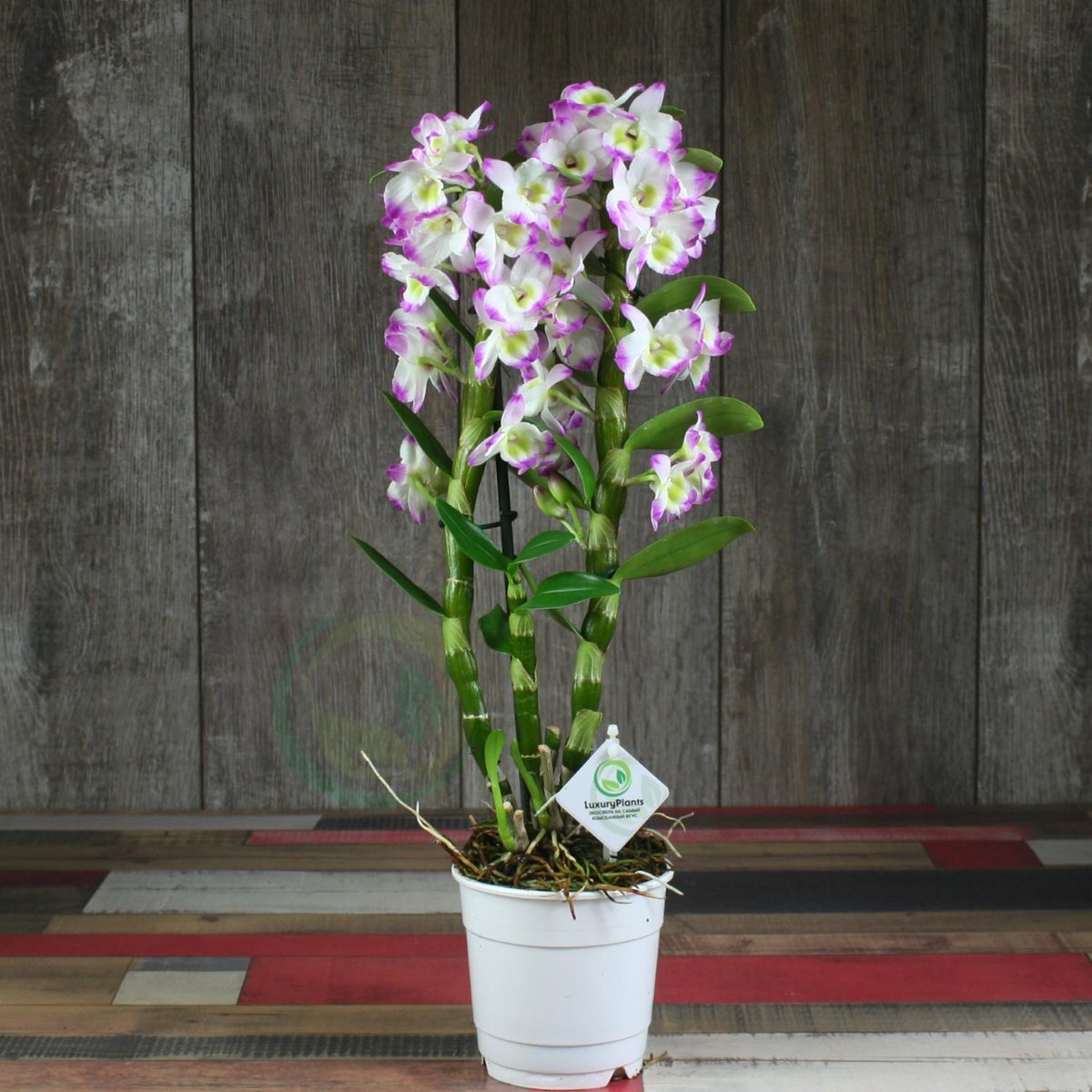 разновидность орхидей фото и название дендробиум