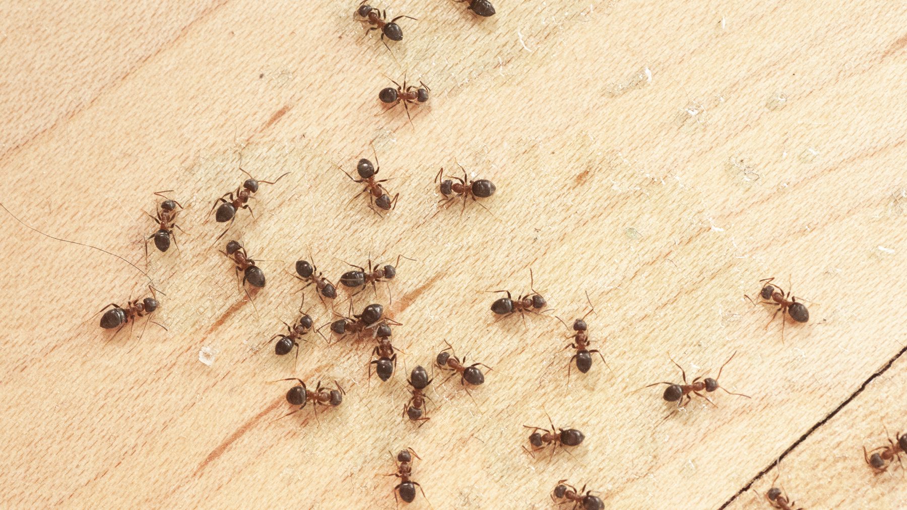 Дезинсекция от муравьев